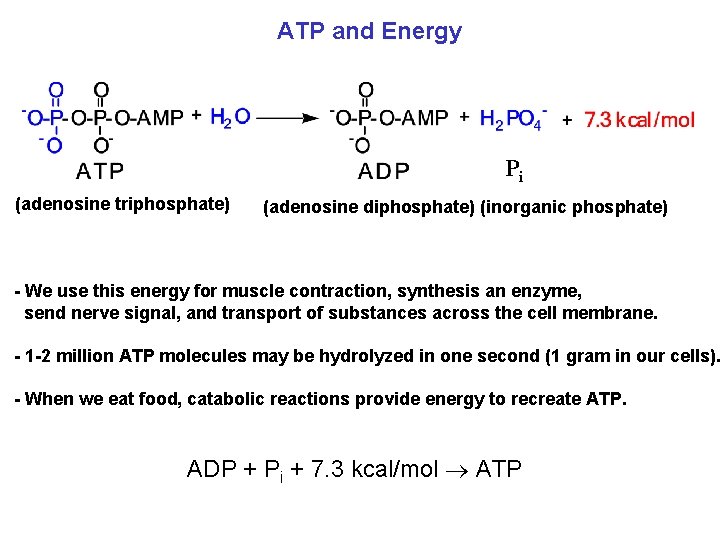 ATP and Energy Pi (adenosine triphosphate) (adenosine diphosphate) (inorganic phosphate) - We use this