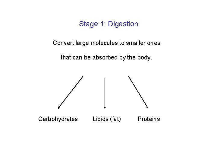 Stage 1: Digestion Convert large molecules to smaller ones that can be absorbed by