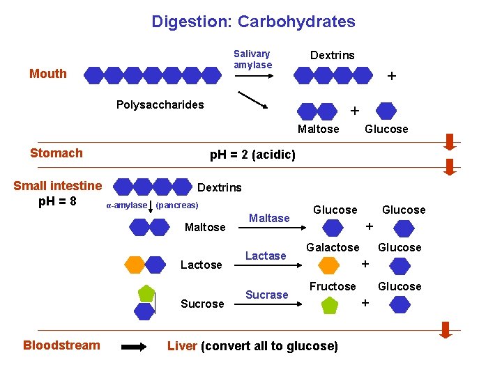 Digestion: Carbohydrates Salivary amylase Mouth Dextrins + Polysaccharides + Maltose Stomach Small intestine p.