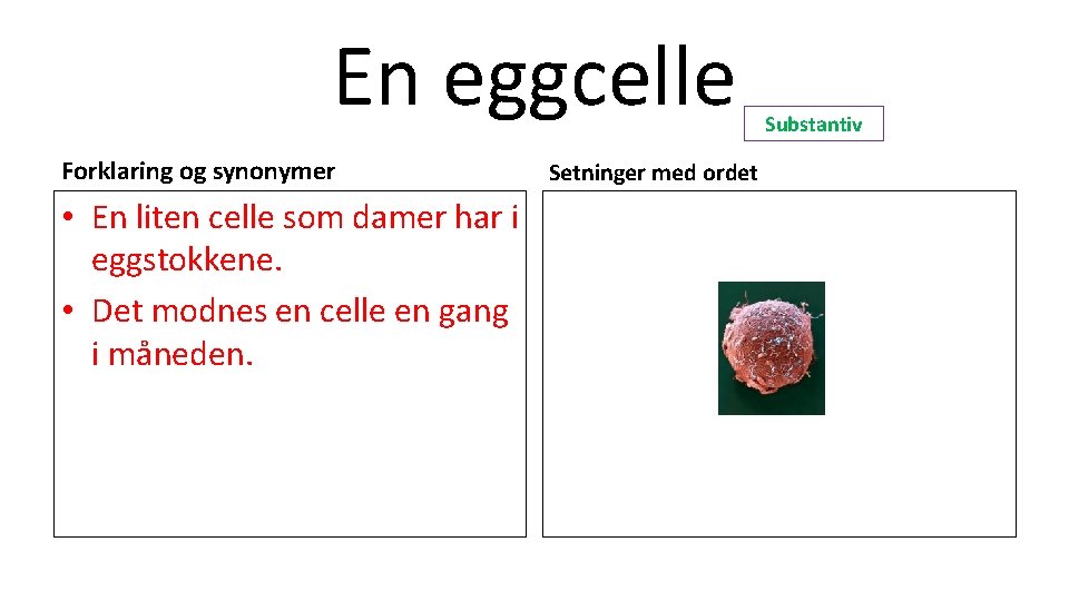 En eggcelle Forklaring og synonymer • En liten celle som damer har i eggstokkene.