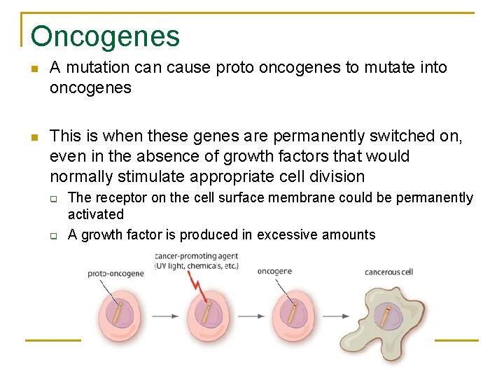 Oncogenes n A mutation cause proto oncogenes to mutate into oncogenes n This is