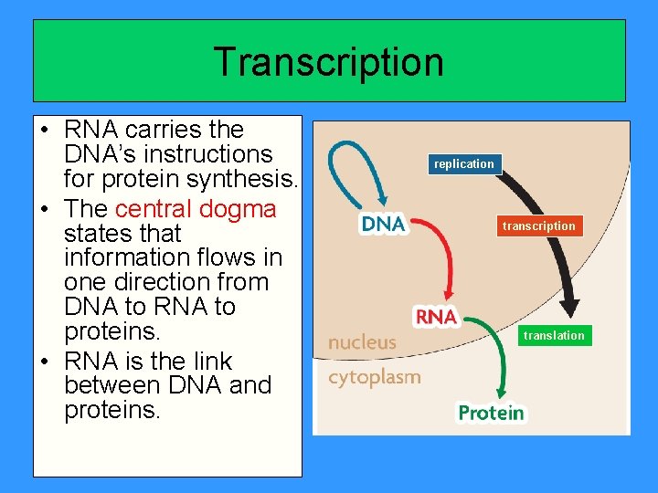 Transcription • RNA carries the DNA’s instructions for protein synthesis. • The central dogma