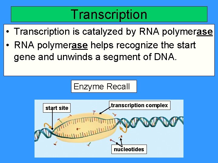 Transcription • Transcription is catalyzed by RNA polymerase • RNA polymerase helps recognize the
