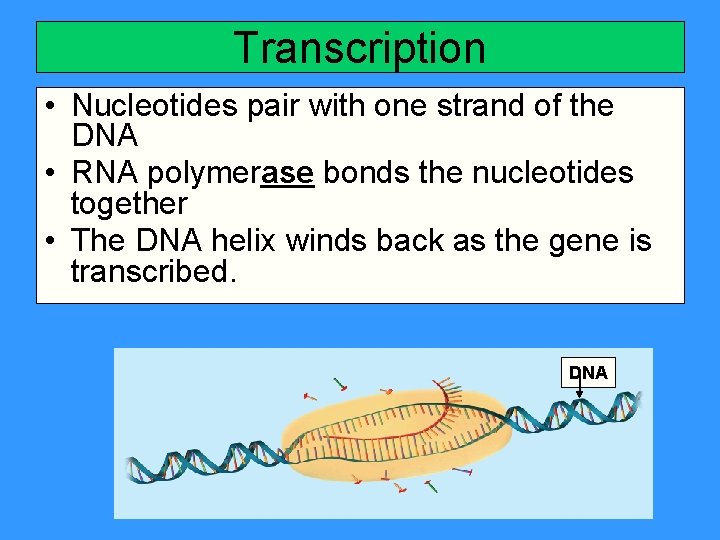 Transcription • Nucleotides pair with one strand of the DNA • RNA polymerase bonds