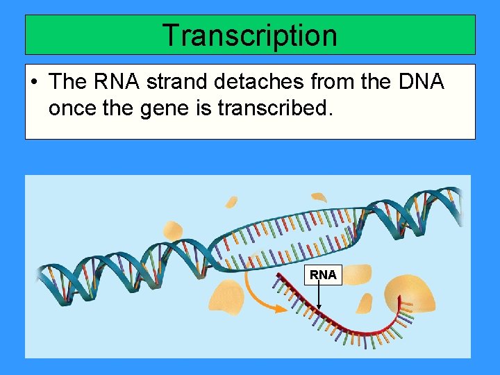 Transcription • The RNA strand detaches from the DNA once the gene is transcribed.