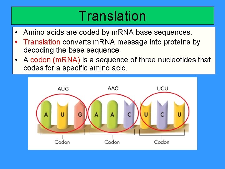 Translation • Amino acids are coded by m. RNA base sequences. • Translation converts