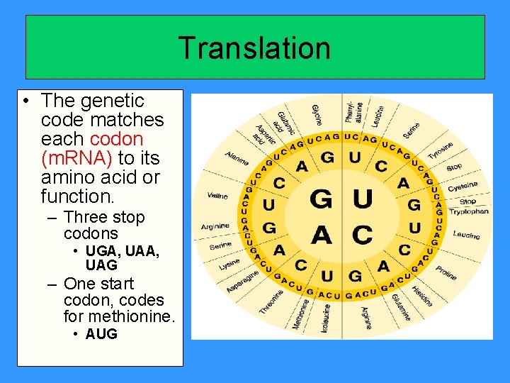 Translation • The genetic code matches each codon (m. RNA) to its amino acid