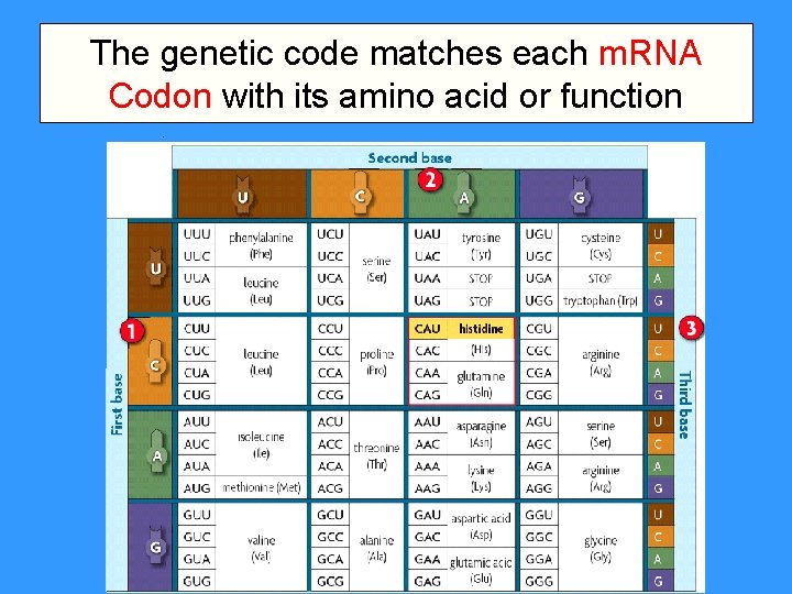 The genetic code matches each m. RNA Codon with its amino acid or function