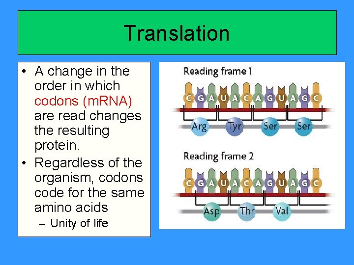 Translation • A change in the order in which codons (m. RNA) are read