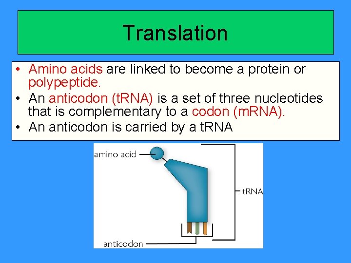Translation • Amino acids are linked to become a protein or polypeptide. • An