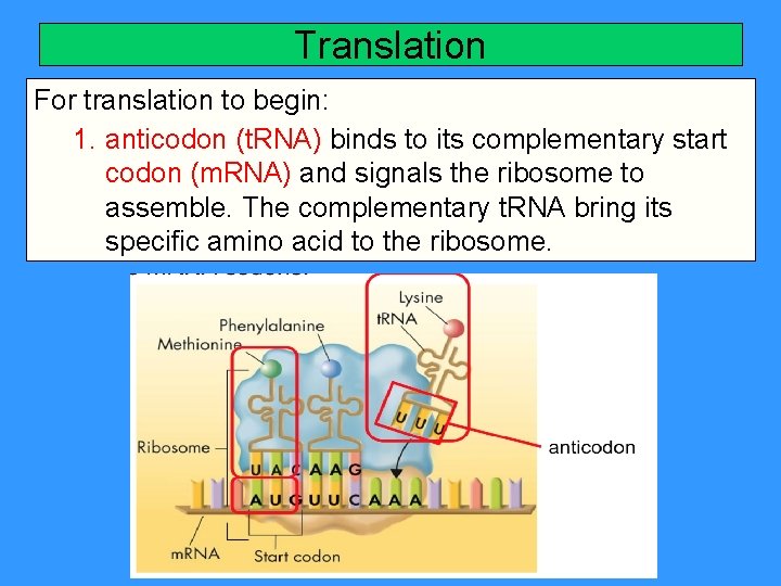 Translation For translation to begin: 1. anticodon (t. RNA) binds to its complementary start