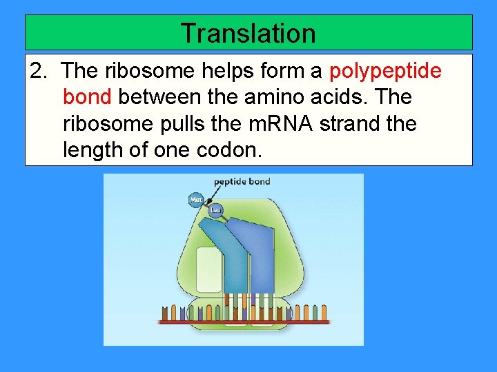 Translation 2. The ribosome helps form a polypeptide bond between the amino acids. The