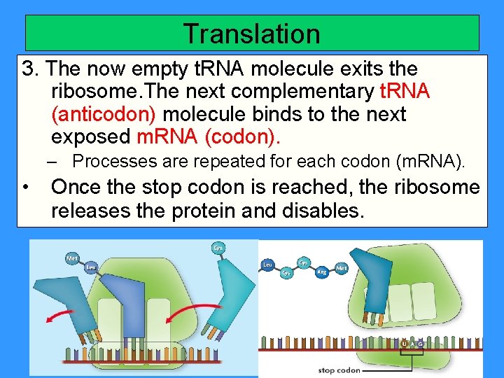 Translation 3. The now empty t. RNA molecule exits the ribosome. The next complementary