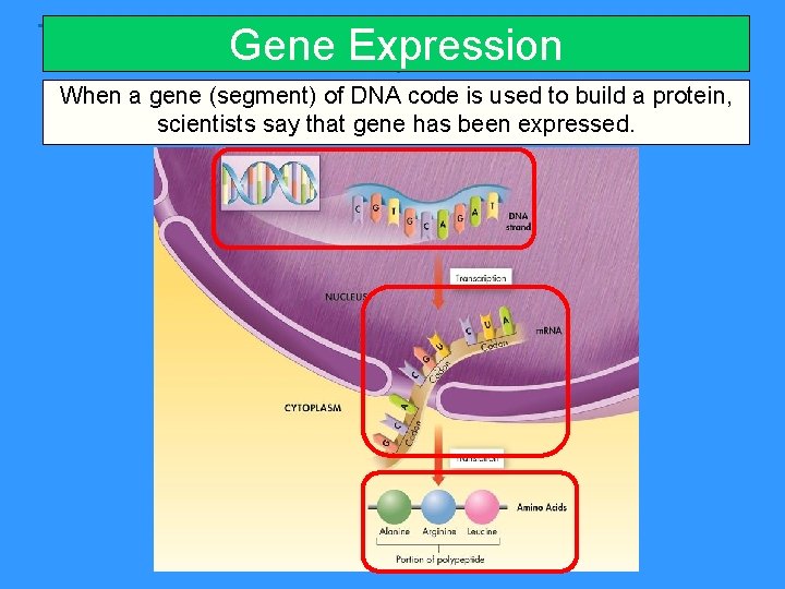 Gene Expression When a gene (segment) of DNA code is used to build a