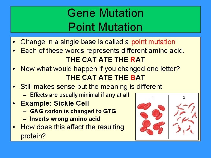 Gene Mutation Point Mutation • Change in a single base is called a point
