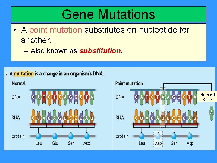 Gene Mutations • A point mutation substitutes on nucleotide for another. – Also known