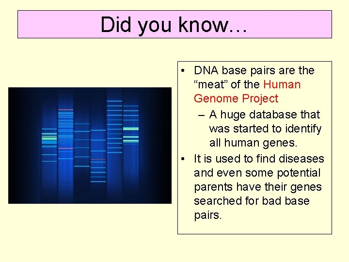 Did you know… • DNA base pairs are the “meat” of the Human Genome