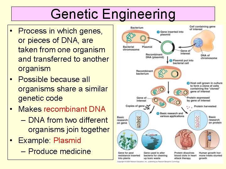 Genetic Engineering • Process in which genes, or pieces of DNA, are taken from