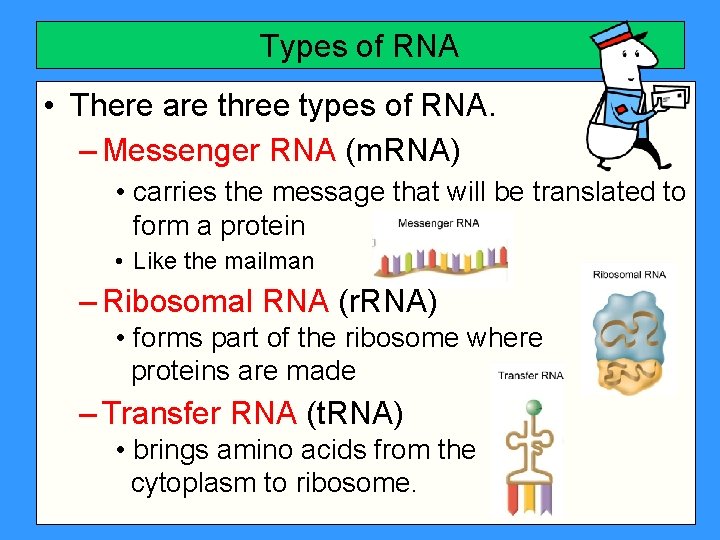Types of RNA • There are three types of RNA. – Messenger RNA (m.