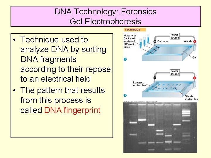 DNA Technology: Forensics Gel Electrophoresis • Technique used to analyze DNA by sorting DNA