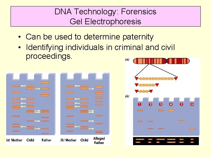 DNA Technology: Forensics Gel Electrophoresis • Can be used to determine paternity • Identifying