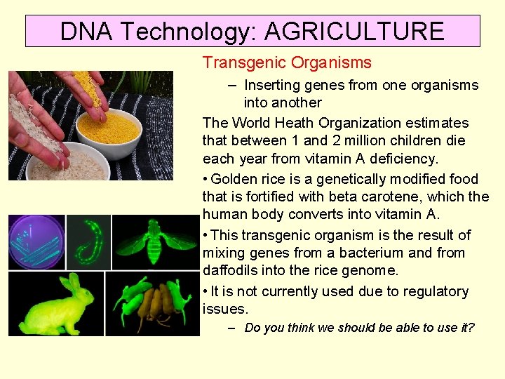 DNA Technology: AGRICULTURE Transgenic Organisms – Inserting genes from one organisms into another The