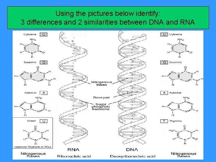 Using the pictures below identify: 3 differences and 2 similarities between DNA and RNA
