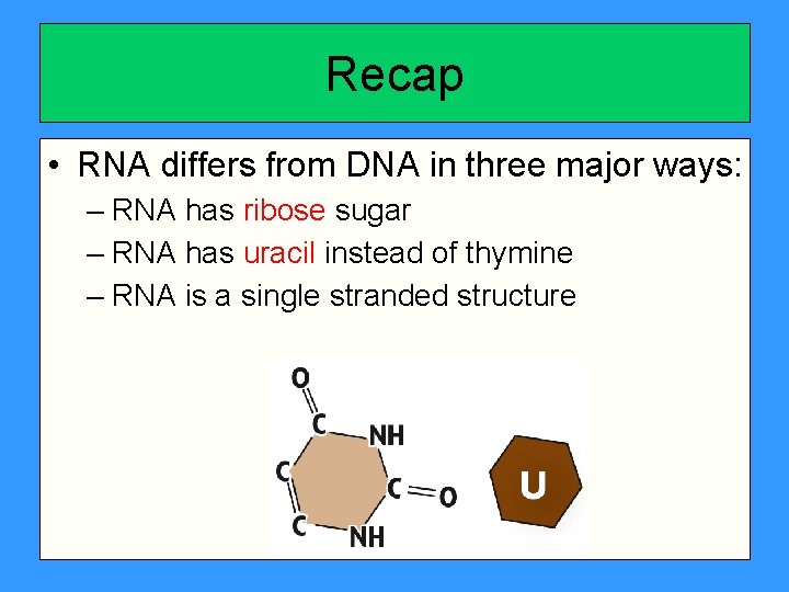 Recap • RNA differs from DNA in three major ways: – RNA has ribose