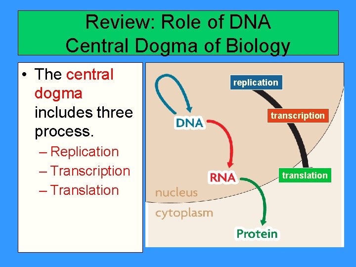 Review: Role of DNA Central Dogma of Biology • The central dogma includes three