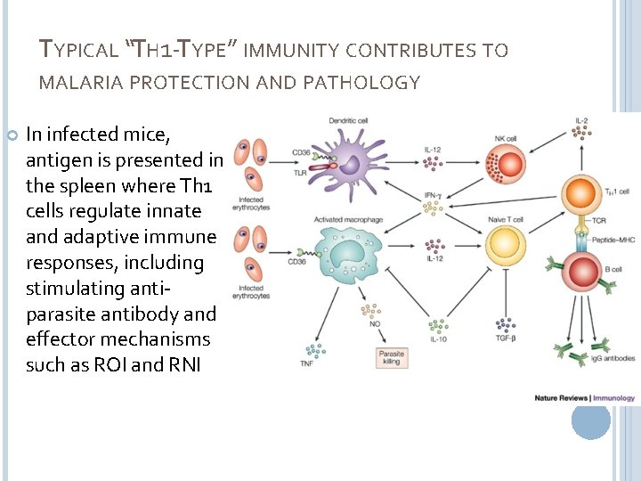 TYPICAL “TH 1 -TYPE” IMMUNITY CONTRIBUTES TO MALARIA PROTECTION AND PATHOLOGY In infected mice,