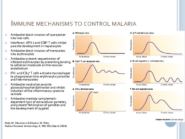 IMMUNE MECHANISMS TO CONTROL MALARIA Antibodies block invasion of sporozoites into liver cells Interferon-