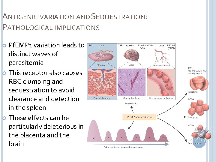 ANTIGENIC VARIATION AND SEQUESTRATION: PATHOLOGICAL IMPLICATIONS Pf. EMP 1 variation leads to distinct waves