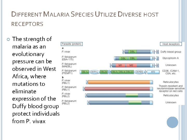 DIFFERENT MALARIA SPECIES UTILIZE DIVERSE HOST RECEPTORS The strength of malaria as an evolutionary