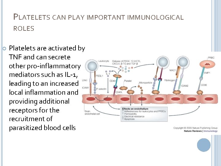 PLATELETS CAN PLAY IMPORTANT IMMUNOLOGICAL ROLES Platelets are activated by TNF and can secrete