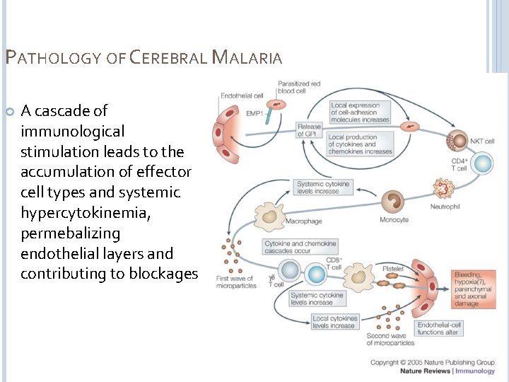 PATHOLOGY OF CEREBRAL MALARIA A cascade of immunological stimulation leads to the accumulation of