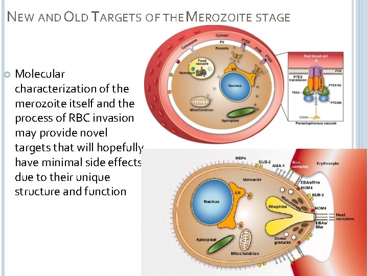 NEW AND OLD TARGETS OF THE MEROZOITE STAGE Molecular characterization of the merozoite itself