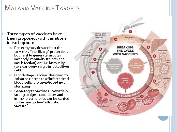 MALARIA VACCINE TARGETS Three types of vaccines have been proposed, with variations in each