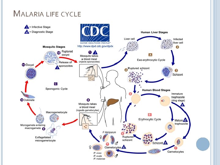 MALARIA LIFE CYCLE 