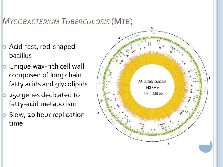 MYCOBACTERIUM TUBERCULOSIS (MTB) Acid-fast, rod-shaped bacillus Unique wax-rich cell wall composed of long chain