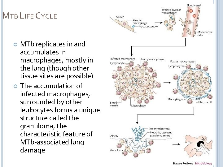 MTB LIFE CYCLE MTb replicates in and accumulates in macrophages, mostly in the lung