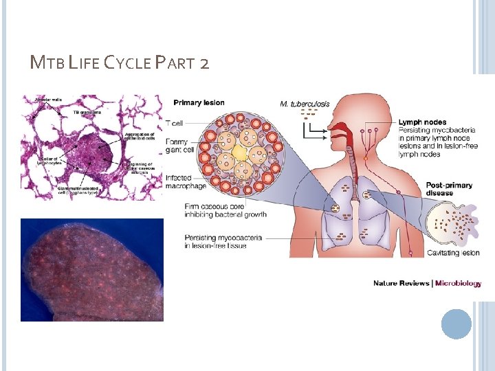 MTB LIFE CYCLE PART 2 