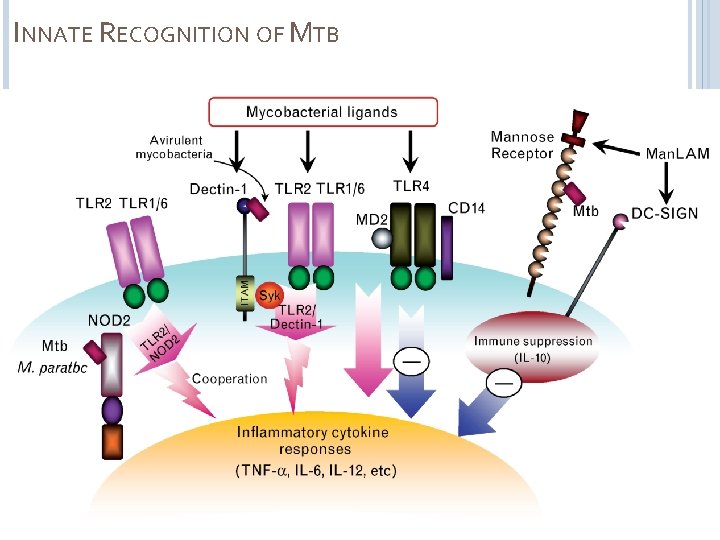 INNATE RECOGNITION OF MTB 