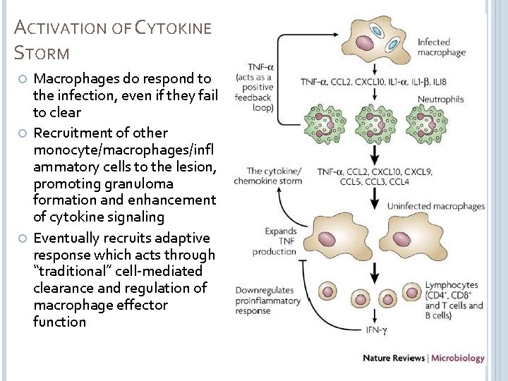 ACTIVATION OF CYTOKINE STORM Macrophages do respond to the infection, even if they fail