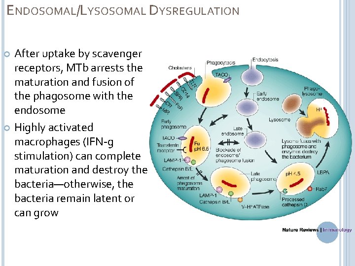 ENDOSOMAL/LYSOSOMAL DYSREGULATION After uptake by scavenger receptors, MTb arrests the maturation and fusion of