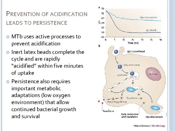 PREVENTION OF ACIDIFICATION LEADS TO PERSISTENCE MTb uses active processes to prevent acidification Inert