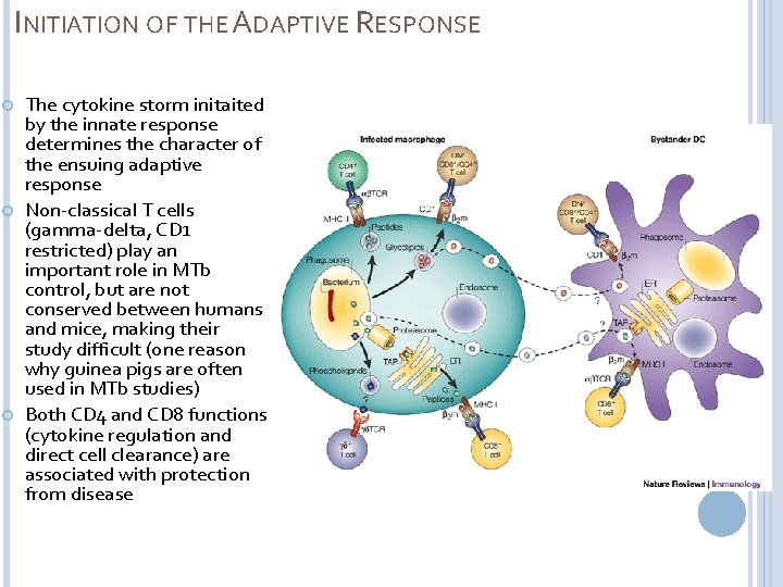 INITIATION OF THE ADAPTIVE RESPONSE The cytokine storm initaited by the innate response determines