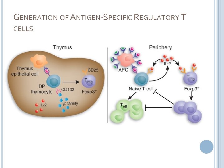 GENERATION OF ANTIGEN-SPECIFIC REGULATORY T CELLS 