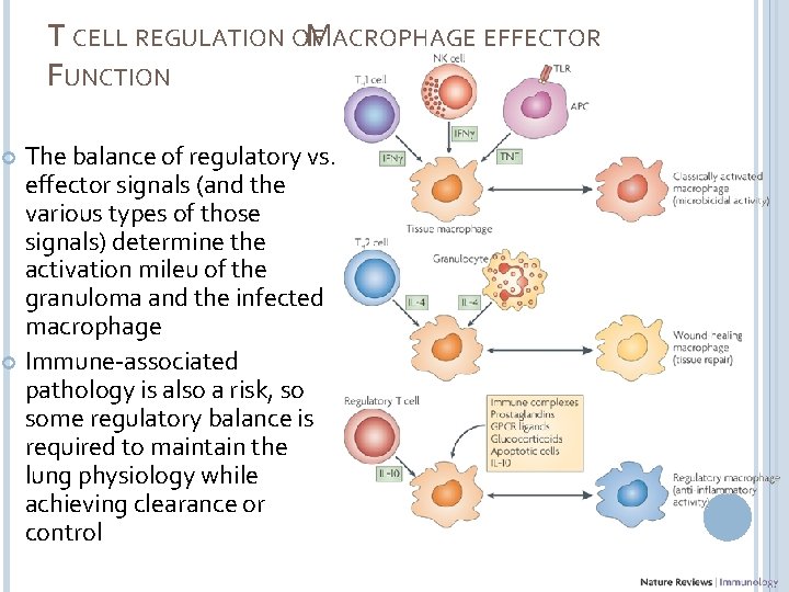 T CELL REGULATION OF MACROPHAGE EFFECTOR FUNCTION The balance of regulatory vs. effector signals