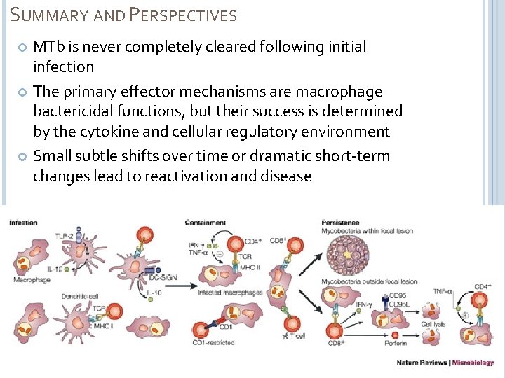 SUMMARY AND PERSPECTIVES MTb is never completely cleared following initial infection The primary effector