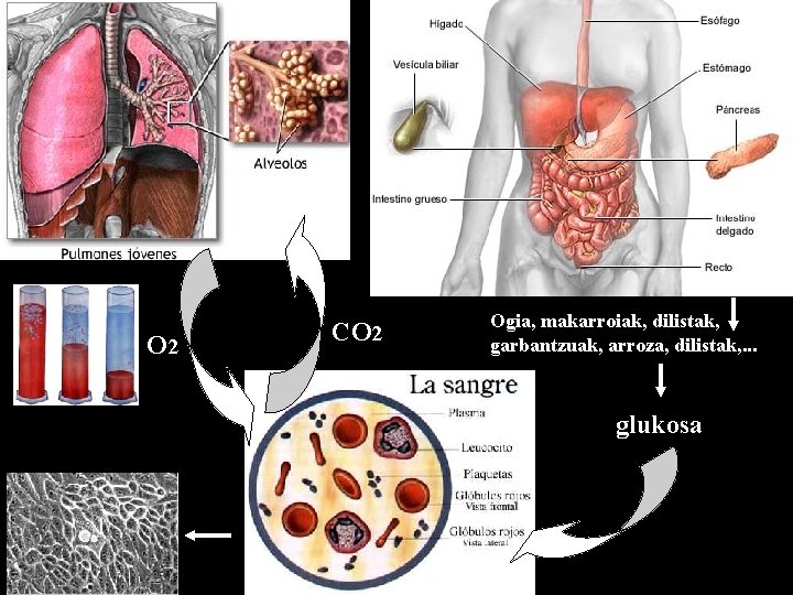 O 2 CO 2 Ogia, makarroiak, dilistak, garbantzuak, arroza, dilistak, . . . glukosa